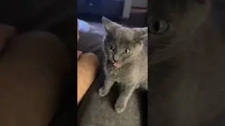 &laquo;Заведите котёнка&raquo;, &mdash; сказали они.. #кот #котёнок #котёнок #смешныекоты @coyotecache