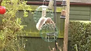 Squirrel & Pigeon proof DIY bird feeder cages using hanging baskets (See comments for instructions).