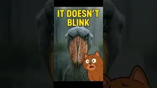 &ldquo;The Bird That Doesn&rsquo;t Blink... And Might Be Plotting Something&rdquo; #cat #scienceshorts #animals