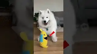 Oops..I&rsquo;m (not) okay 🥲  #cutedog #fun #funny #dog #fluffy #cat #viral #shorts  #cute#animals