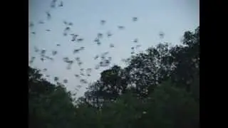 BatsLIVE Bat Adaptations