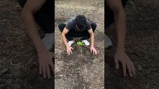 Growing 10 Lakh Trees🌲#shorts #shortsfeed