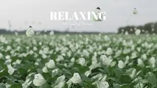 Relaxing Nature Music | Cabbage White butterflies, Peaceful Ambient Sounds for Focus,Deep Relaxation