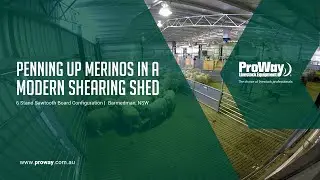 Penning Up Merinos In A Modern Shearing Shed