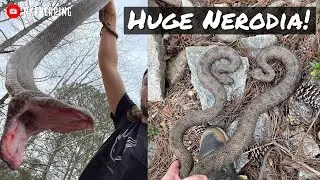Catching Huge Brown Watersnakes at the Lake! February Herping in North Georgia