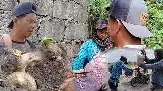 Venson Cobra Nawisikan ng kamandag sa Mata!!!