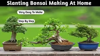 Slanting Bonsai Making At Home BAA