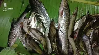 Fishing in Traditional Way🔥 #Nagaland 