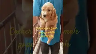 cocker spanil female puppy available 9916785834 #puppy #dogbreed #petcenter #pets #puppyshop #happ