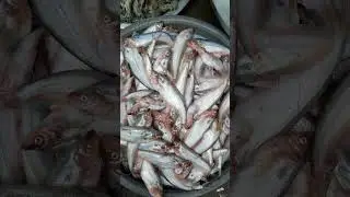 Fresh Deshi Pabda Fish #shorts