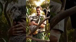 Every Life Deserves Protection: Koala and Crow Video. Animals | Wildlife | Nature