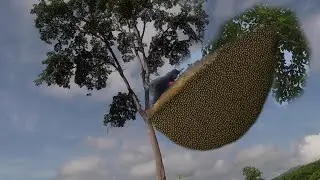 Breathtaking Adventure Catching Wild Bees on Giant Ancient Trees | honey bee catching skills