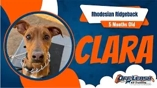 Clara Belle&rsquo;s Unbelievable 2-Week Training Journey: 5 Month Old Rhodesian Ridgeback | Off Leash K9