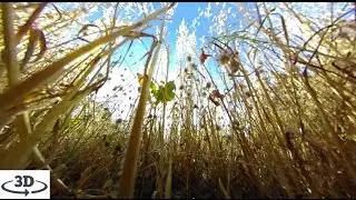 360&deg; Interactive Nature Music | Light Portraits with 360fly Camera