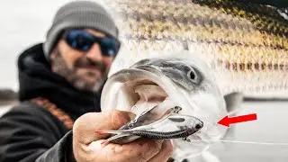 Ловля полосатого окуня | Техника ловли на мягкие вибрирующие приманки