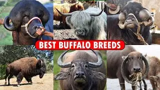 Best Buffalo Breeds | Murrah, Jaffarabadi, Surti, Bhadawari, Mehsana, Nagpuri, Nili Ravi Buffalo