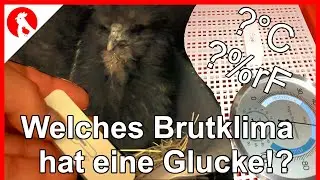 F172  Welches Brutklima hat denn eigentlich eine Glucke!?? Jensman and the Huhns