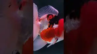 Fancy Goldfish | Exotics Rose tail Tri color Oranda Goldfish | #goldfish #oranda_gold_fish #fish