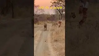 Sasangir video|gir na sinh | gir havaj video |gir nesh video|sasangir🐯#gir#sasangir#lion #blogger