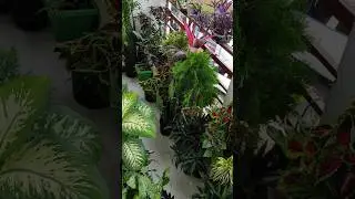 Balcony garden overview🏡 / Small balcony garden / Container gardening💚🌱 / small garden ideas 👍