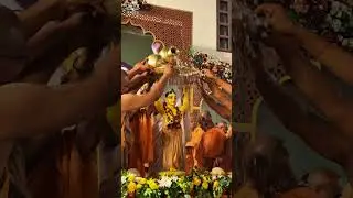 Gaura Purnima Abhishek 2025........#gaurapurnima #festival #abhisek #gauranga #gaurnitai #iskcon