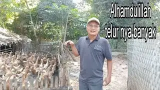 Sekali bertelur wooowww bisa dibikin asin telor🫣