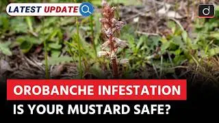 Orobanche Attacks Mustard | What's the Solution? | Latest Update | Drishti IAS English