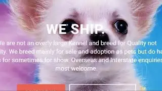 Internet puppy sale scam