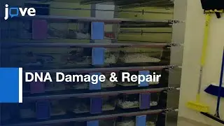 DNA Damage & Repair-Mouse Splenocytes: Exposure- Low Doses Beta & Gamma Radiation l Protocol Preview