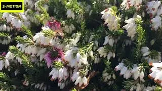 Spring Bees - Slow Motion