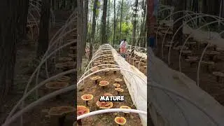 This Isn't chocolate powder #lingzhi #mushroom #mushroomfarming #fungiculture #reels