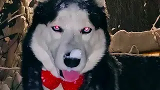 #husky #huskylife #dogtype #snow #huskydog #dog #love 