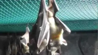 Bat Romance