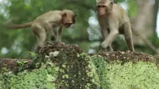 Dustin monkey and young pigtail playing on top stone