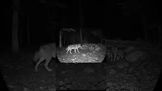 Wolf Mother Brings Food to Her Pups &ndash; Heartwarming Wild Moment 💖🌿