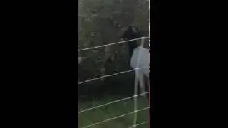 GOAT POOPS