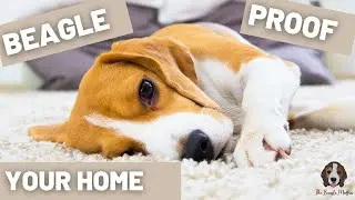 How To Get Your Home Ready For A Beagle