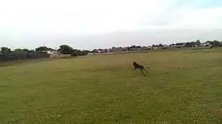 Weimaraner running in slow motion