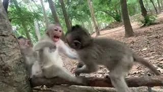 You Won’t Believe How These Baby Monkeys Play!