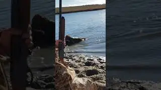 FIRST GOOSE RETRIEVE IN WATER FOR REMI! #hunting #duckhunting #shorts