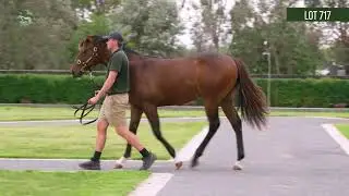 Lot 717 Harry Angel x Ragezze colt