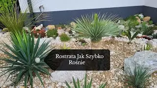 Juka Rostrata - Przyrosty, różnica między gruntowa, a doniczkową ‼️🪴 #58