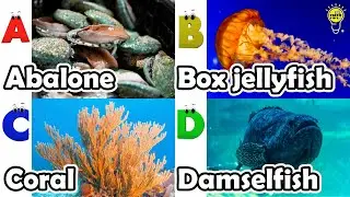 ABC phonics animals | ABC Sea Animals song | English and Animals for Kids | Alphabets Kids Song