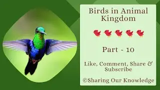 Birds in Animal Kingdom || (Part - 10)