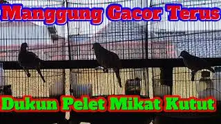 Manggung Gacor Terus Jadi Dukun Pelet Kutut