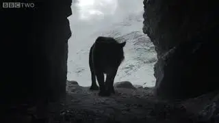 Cave Lion VS Cave Bear Resound