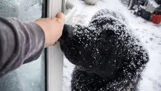 Прогулянка зимовим садом, коли за вікном мороз і заметіль🪴❄❄❄🌬