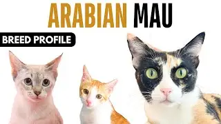 Arabian Mau Cat Breed Profile History - Price - Traits - Arabian Mau Cat Grooming Needs - Lifespan