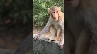 When monkeys drink water 🤣🐒 #monkey #shorts