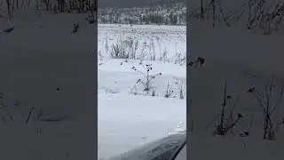 Кози лики на полі ого